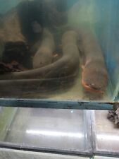 electric eel fish for sale  Valley Cottage