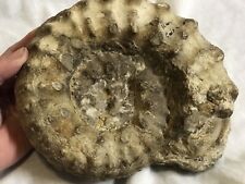 Texas ammonite whole for sale  Fort Worth