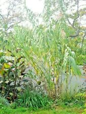 50 GIANT REED GRASS SEEDS ( Arundo donax ) - 18 - 30 feet tall  for sale  Shipping to South Africa