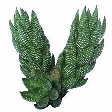 Haworthia african pearls for sale  Lake Forest