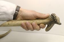 Red deer antler for sale  UTTOXETER