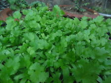 500 fresh cilantro for sale  Bois D Arc