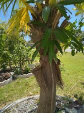 Tall mallika mango for sale  Cape Coral