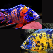 Marble peacock malawi for sale  HORLEY