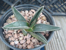 Agave ferdinand regis for sale  North Las Vegas