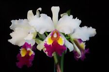 Orchidée cattleya hardyana d'occasion  Paris XV