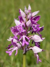 Orchis militaris helmknabenkra for sale  Shipping to Ireland