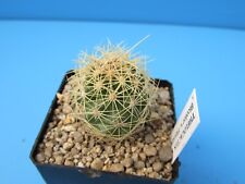 Used, THELOCACTUS BICOLOR V. FLAVIDISPINUS SB424 3CM CACTUS PLANT for sale  Shipping to South Africa