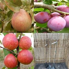 Mini orchard fruit for sale  SOUTHAMPTON