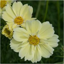 Cosmos xanthos lemon for sale  LINCOLN