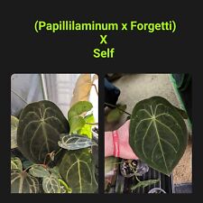 Anthurium self germinated for sale  Lockport