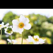 Anemone japonica honorine gebraucht kaufen  Deutschland