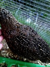 Coturnix quail mixed for sale  FELIXSTOWE