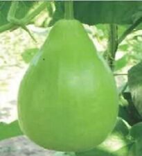 Bottle gourd dudhi for sale  Shipping to Ireland