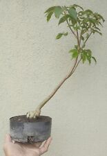 Handroanthus heptaphyllus trum for sale  Rosemead
