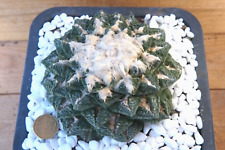 Ariocarpus seedlling root for sale  Shipping to Ireland