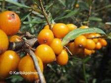 Hippophae friesdorfer range gebraucht kaufen  Wuppertal