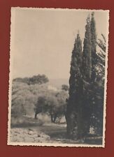 Provence oliviers cyprès d'occasion  Nogent