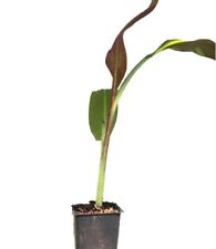 Tropical baby ensete for sale  USA