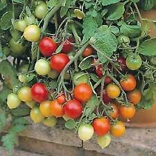 Tomato tumbler seeds for sale  RICHMOND