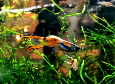 guppies 10 5 guppy for sale  Cairo