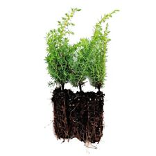 Juniper saplings 3 for sale  POULTON-LE-FYLDE