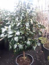Camellia williamsii juries for sale  Shipping to Ireland