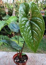 Anthurium luxury jungle for sale  Hollywood