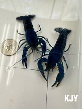 Pair electric blue for sale  Crystal River