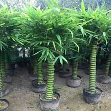 Buddha belly bamboo for sale  Raeford