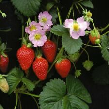 Thompson morgan strawberry for sale  IPSWICH