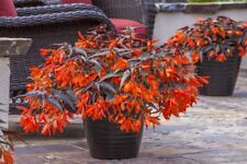 Begonia boliviensis dark for sale  BECCLES