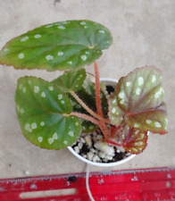 Begonia erectocarpa plant for sale  Lexington