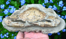 Giant fossil crab for sale  UK