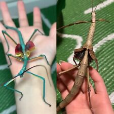 Five achrioptera manga for sale  STAFFORD