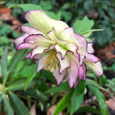 Helleborus flower girl for sale  Chattanooga
