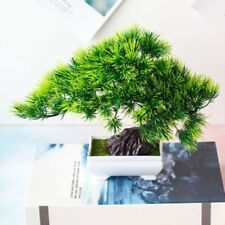 Bonsai pino bonsai usato  Spedire a Italy