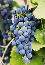 Four regent vitis for sale  UK