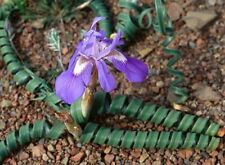 Moraea pritzeliana for sale  San Diego