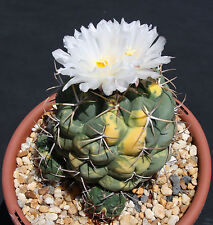Thelocactus hexaedrophorus VARIEGATED exotic cactus cacti rare seed 50 SEEDS for sale  Shipping to South Africa