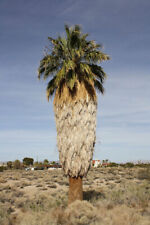 Washingtonia filifera californ for sale  Corinth