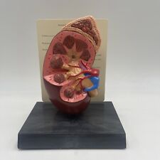 GPI Anatomicals Human Kidney Anatomical Model with Key Card 3250 Urinary for sale  Shipping to South Africa