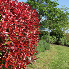 Garden photinia red for sale  PETERBOROUGH