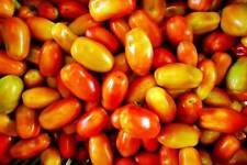 Graines tomates roma d'occasion  Sabres