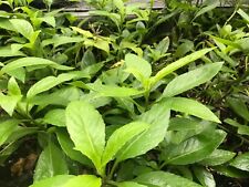 Cuttings gynura procumbens for sale  Fort Myers