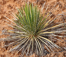 Yucca harrimaniae cm usato  Napoli