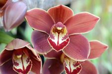 Orchids cymbidium procol for sale  Sebastopol