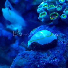 White ring cowrie for sale  WICKFORD