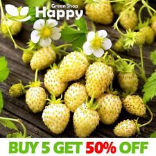 Alpine strawberry white for sale  Shipping to Ireland