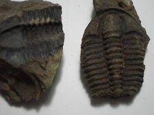 Used, Some trilobites from the Mid Cambrian of the Czech Republic. for sale  Shipping to South Africa